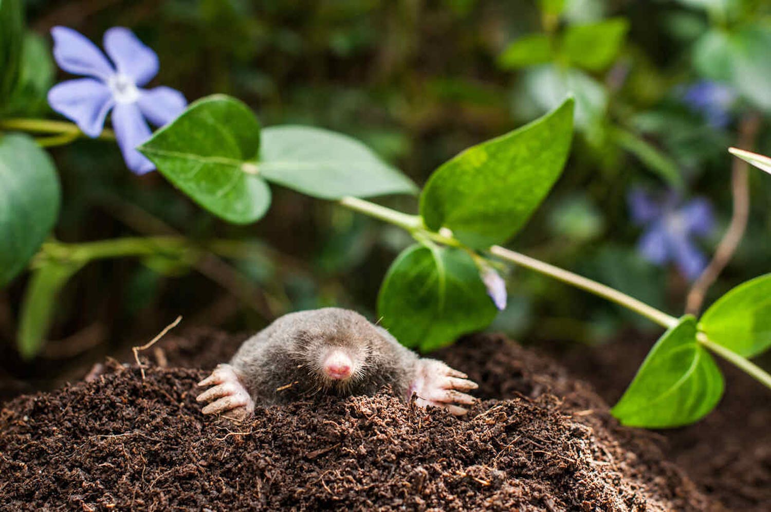 Mullvad i mullvadshög En mullvad i trädgården tittar upp från sin mullvadshög.